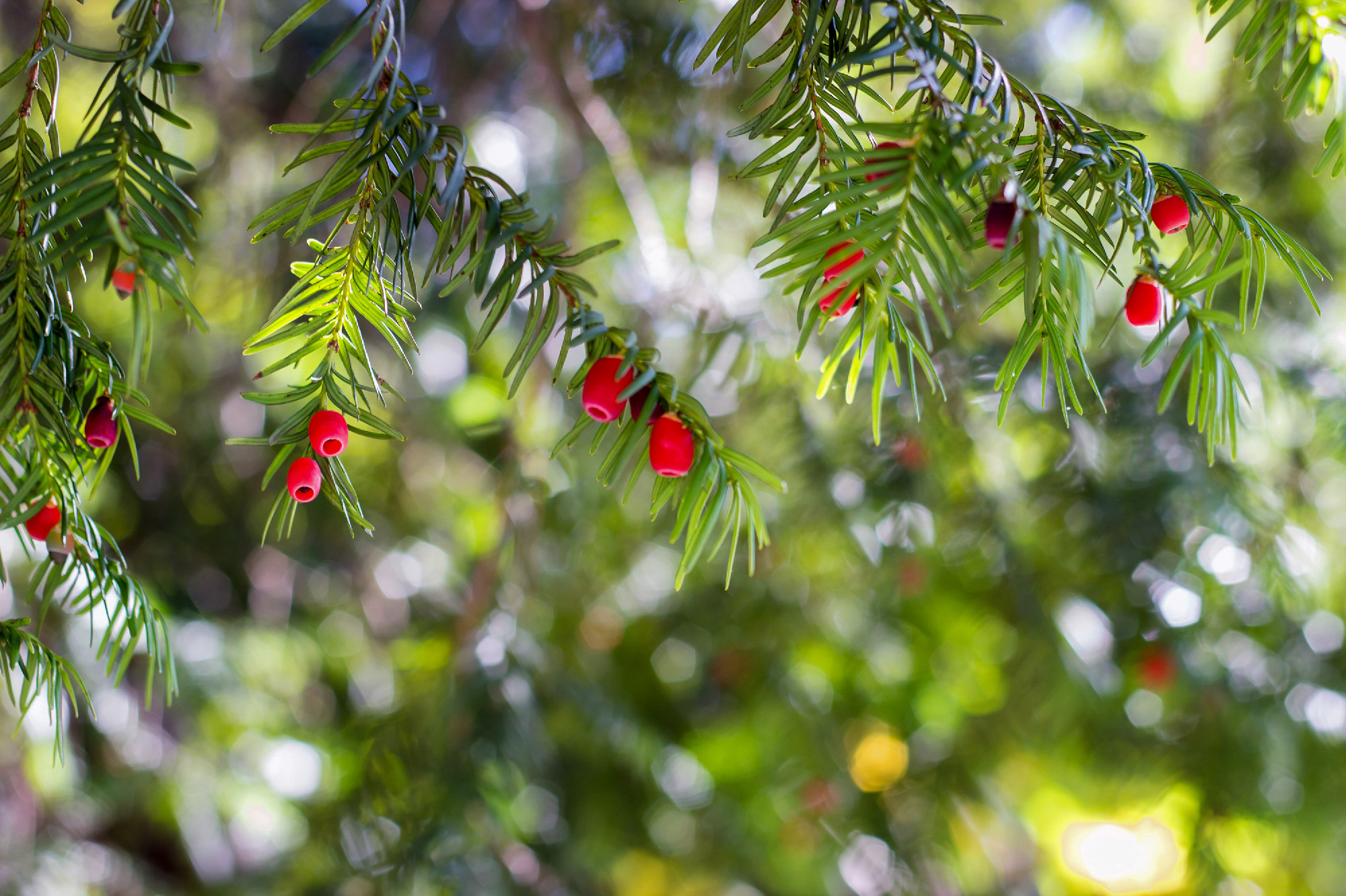 European yew (taxus baccata) tree