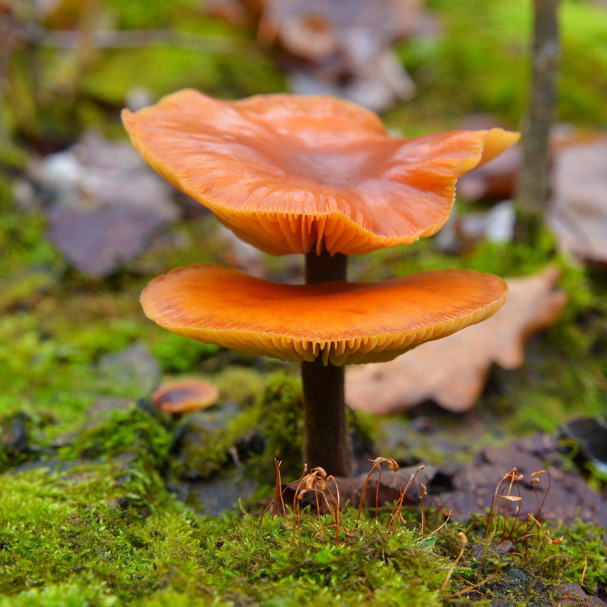 flammulina velutipes, enokitake mushroom
