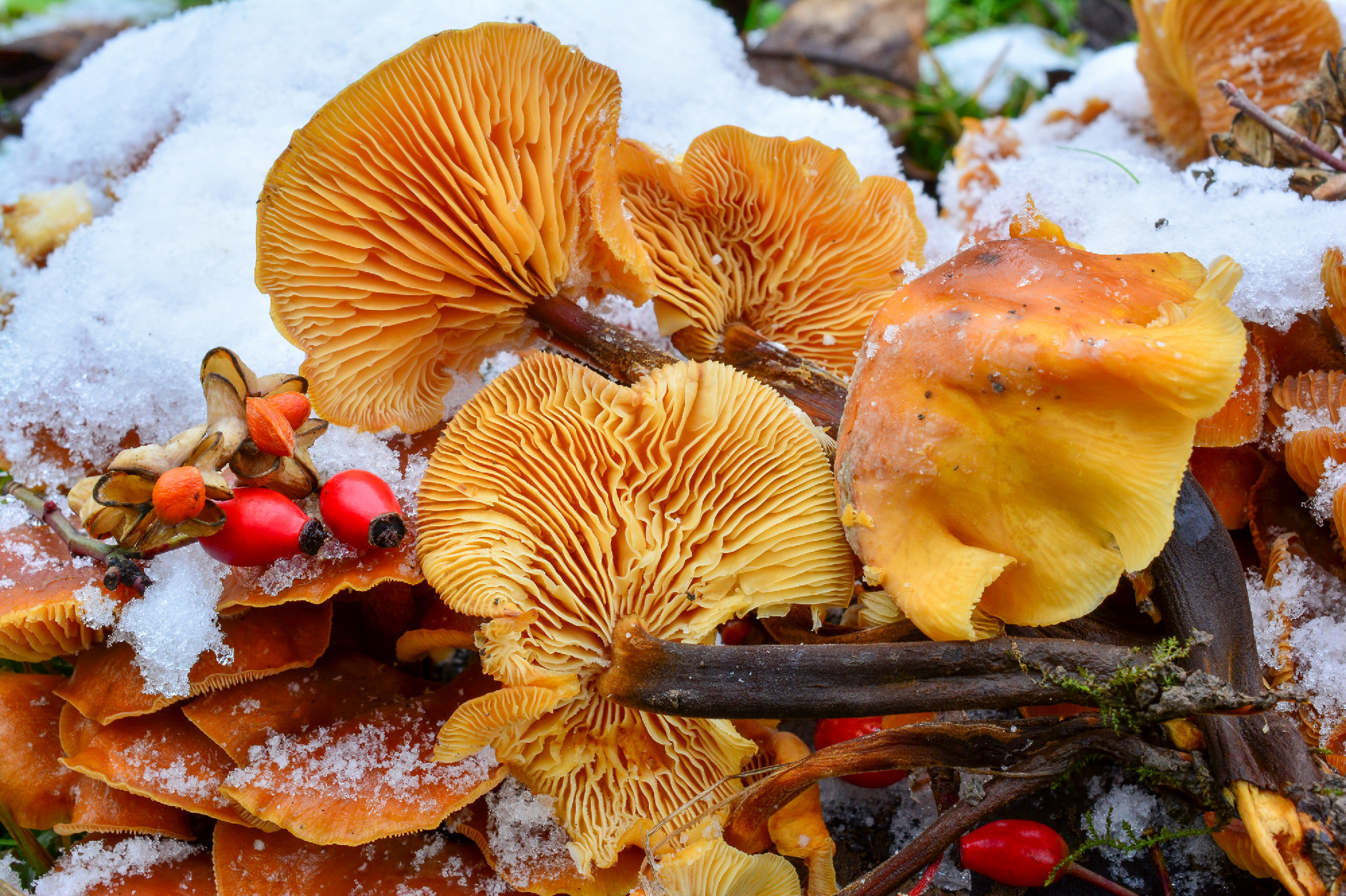 Flammulina velutipes mushrooms in snow