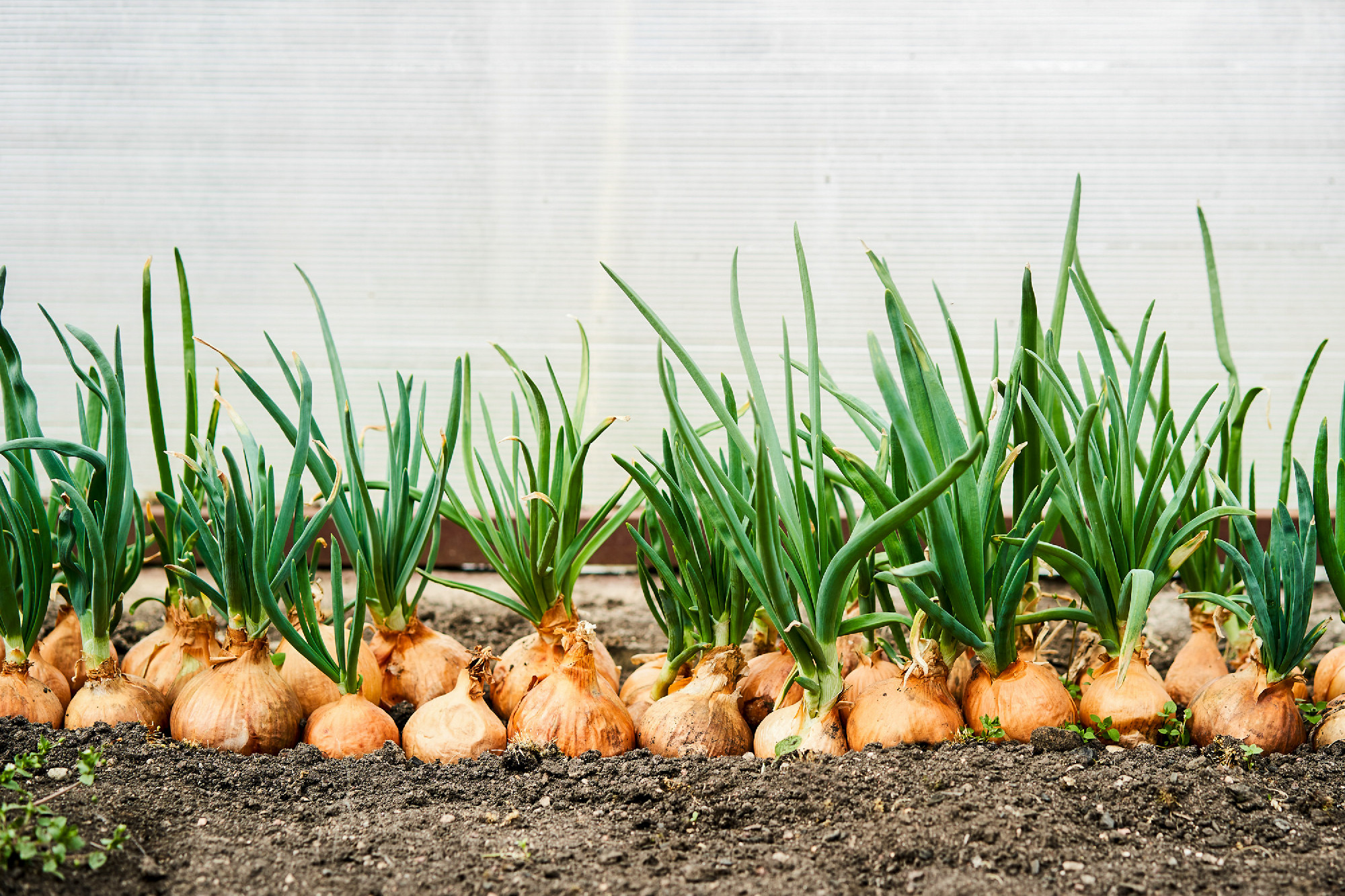 Planting onion in garden. Plantation in the vegetable garden agr