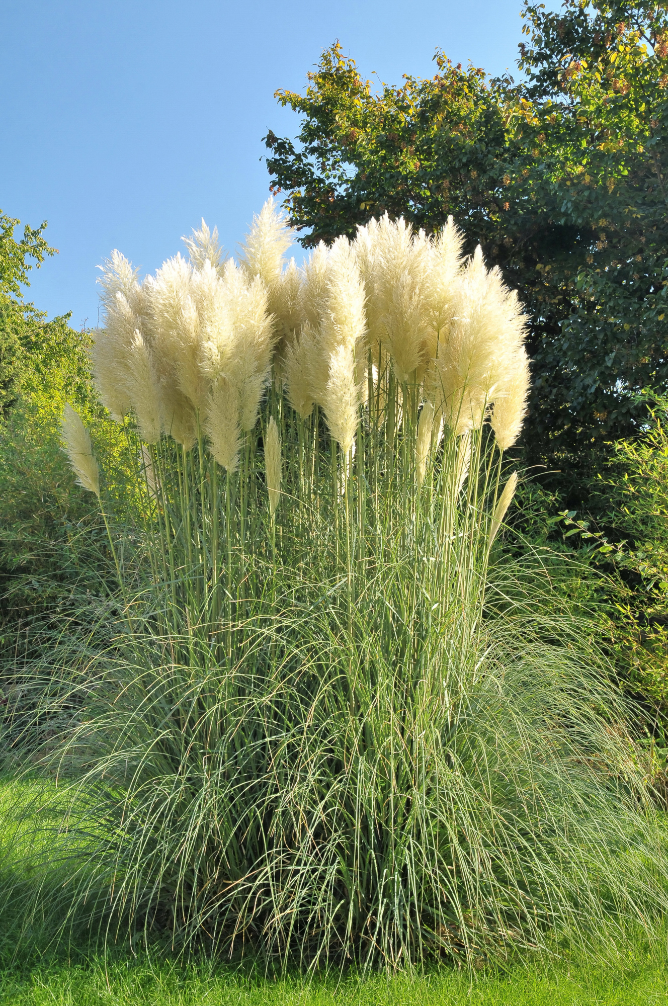 Díszfüvek és felkészítésük a télre