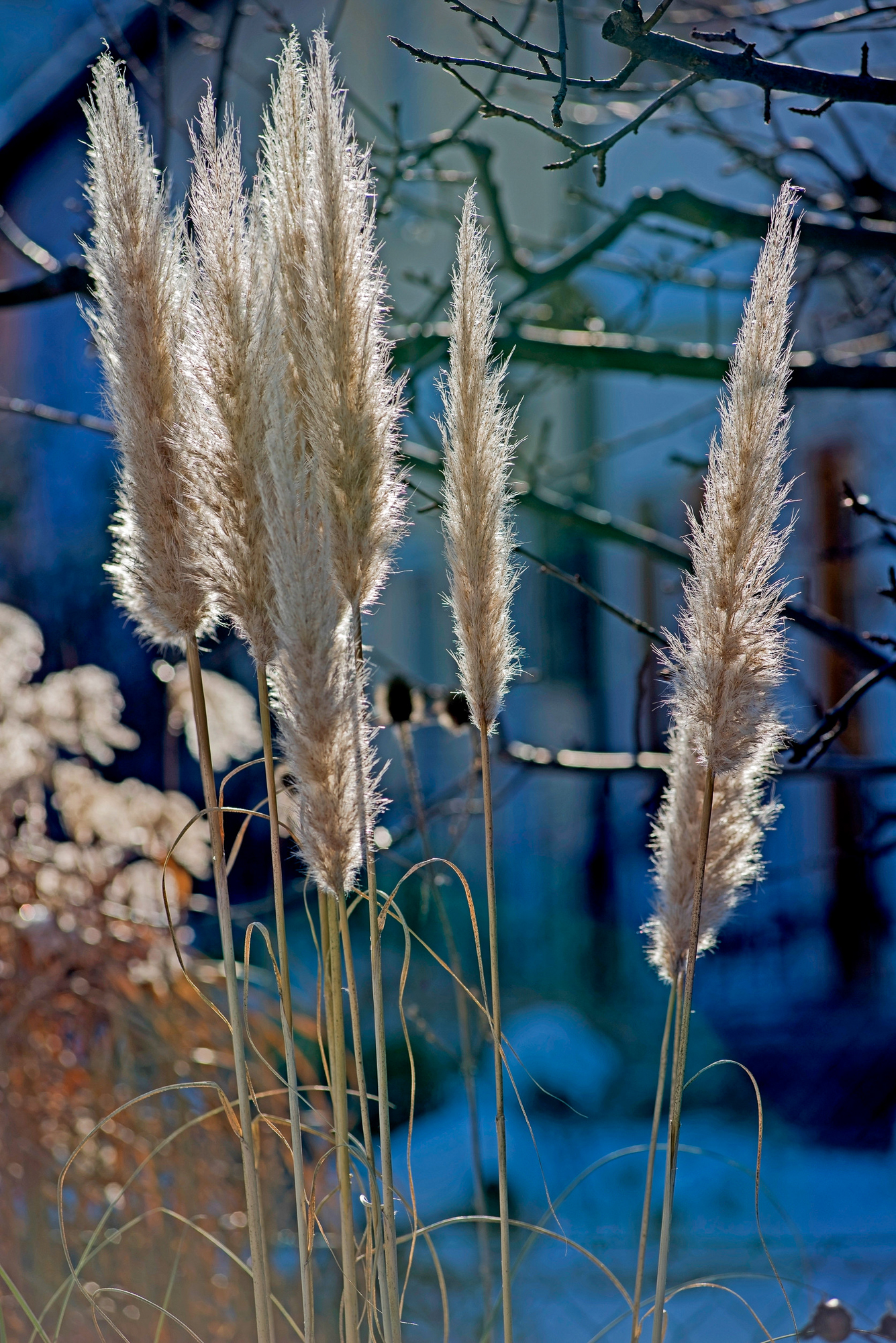 pampas grass, cortaderia selloana in winter