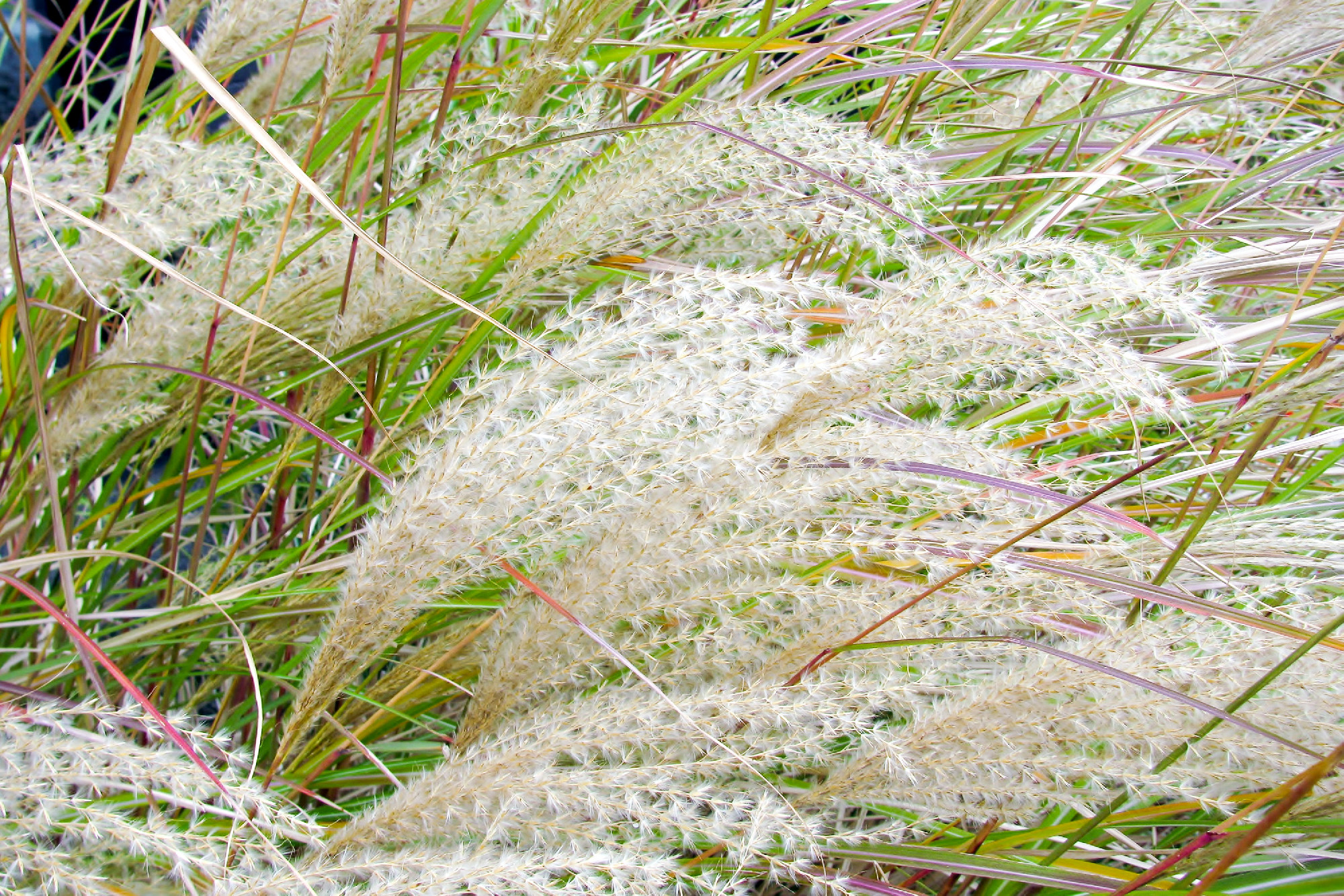 Díszfüvek és felkészítésük a télre