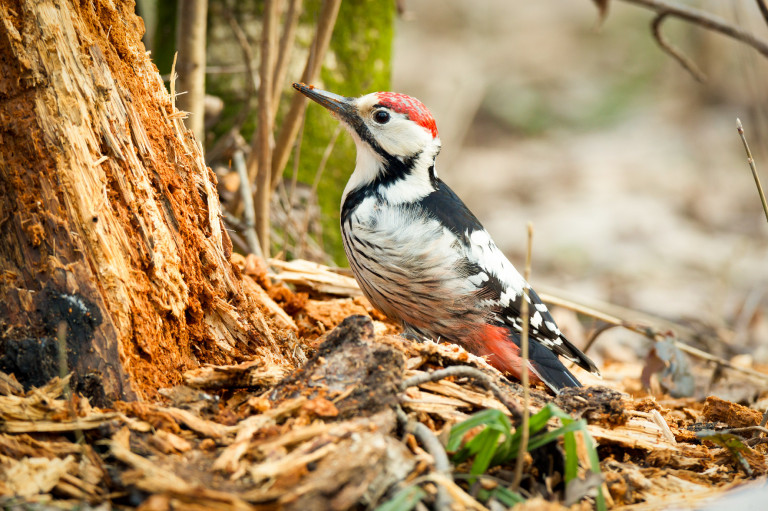 Magyarország madarai: a fehérhátú fakopáncs