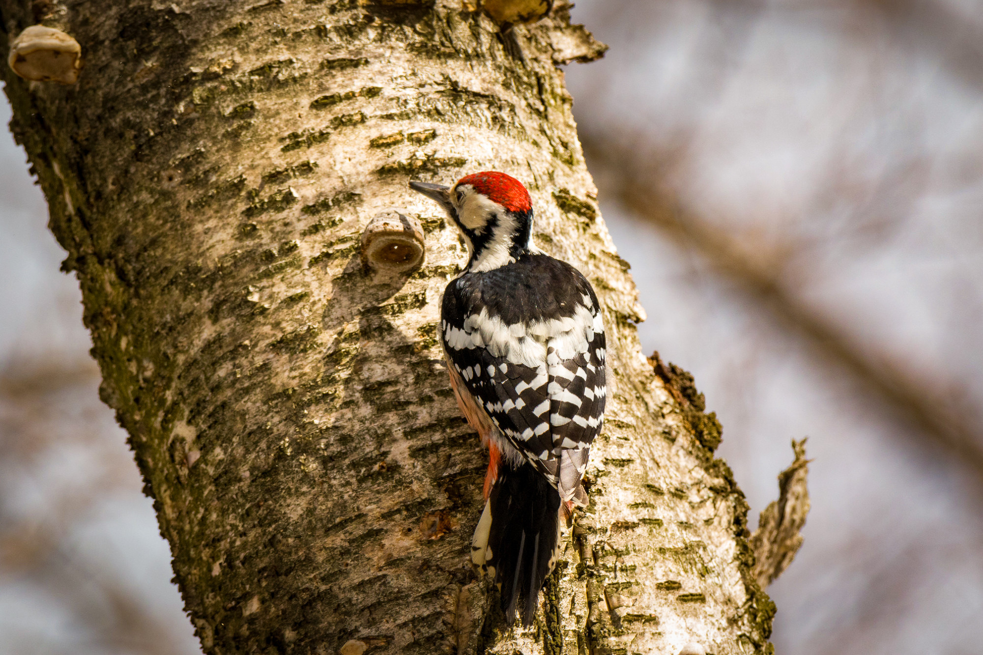 White-backed Woodpecker (Dendrocopos leucotos). male