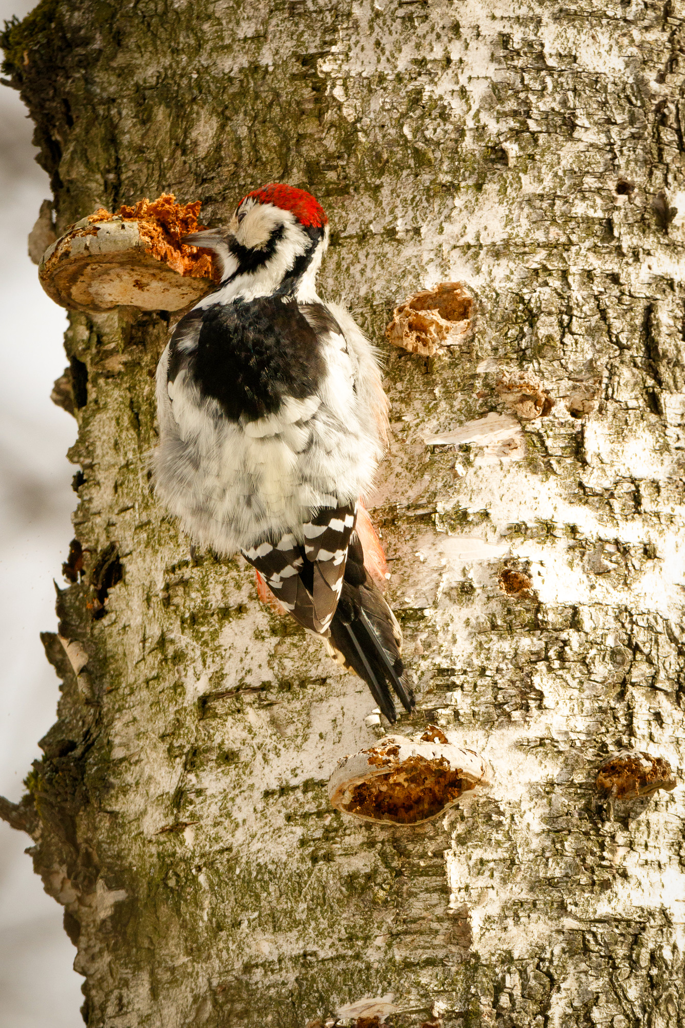 Magyarország madarai: a fehérhátú fakopáncs