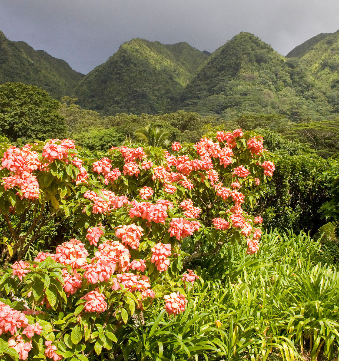 A Lyoni Botanikus Kert