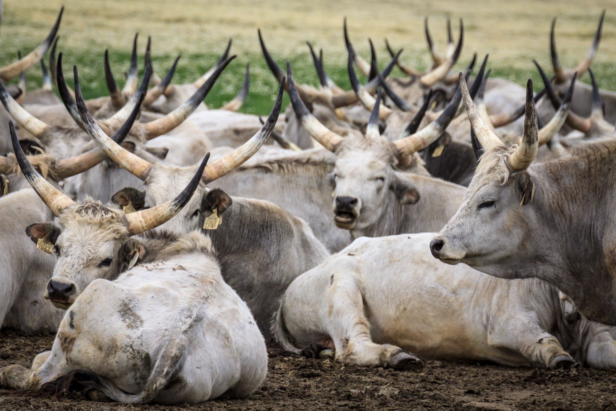 Traditional Hungarian Grey Steer