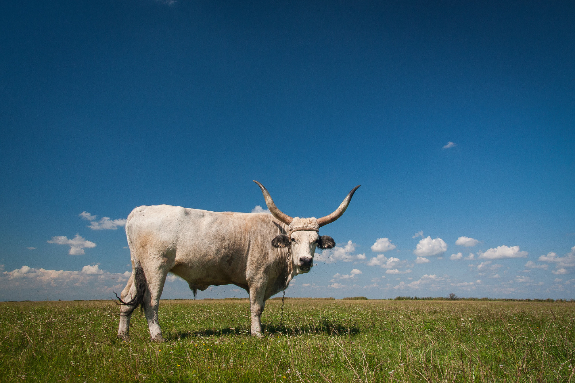 Hungarian Grey cattle (Hungarian: 'Magyar Szurke'), also known a