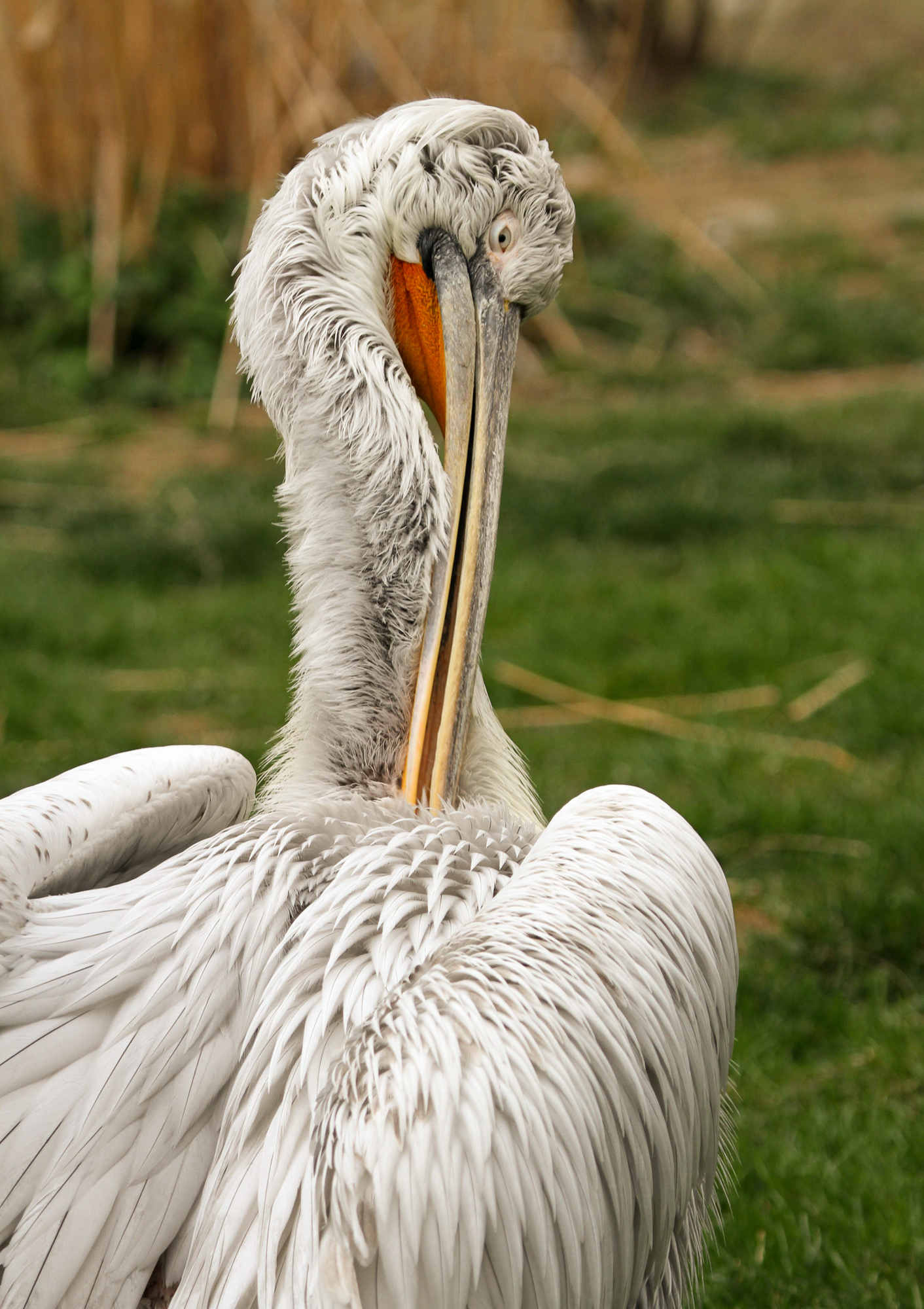 Magyarország madarai: a borzas gödény