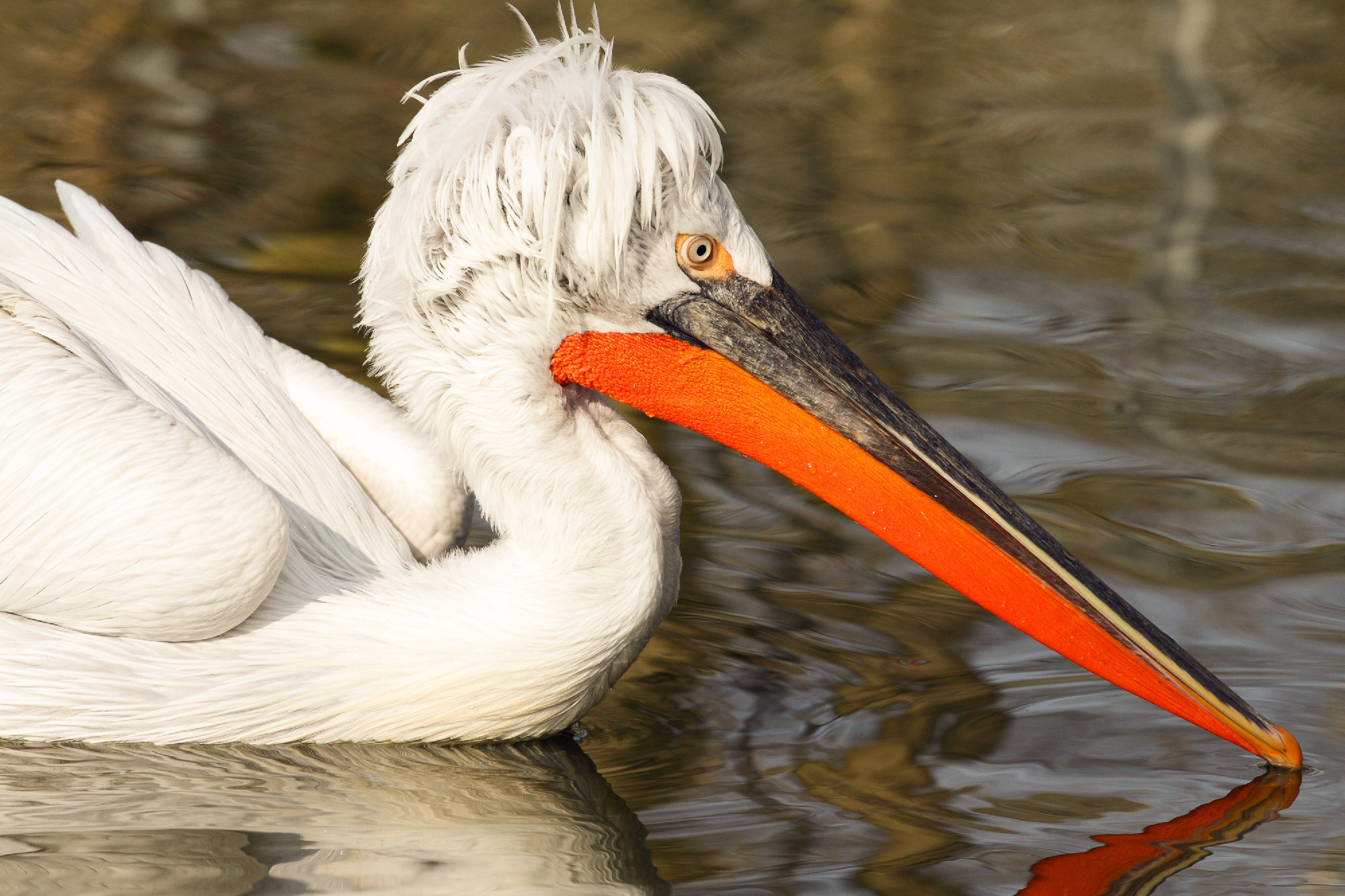 Magyarország madarai: a borzas gödény