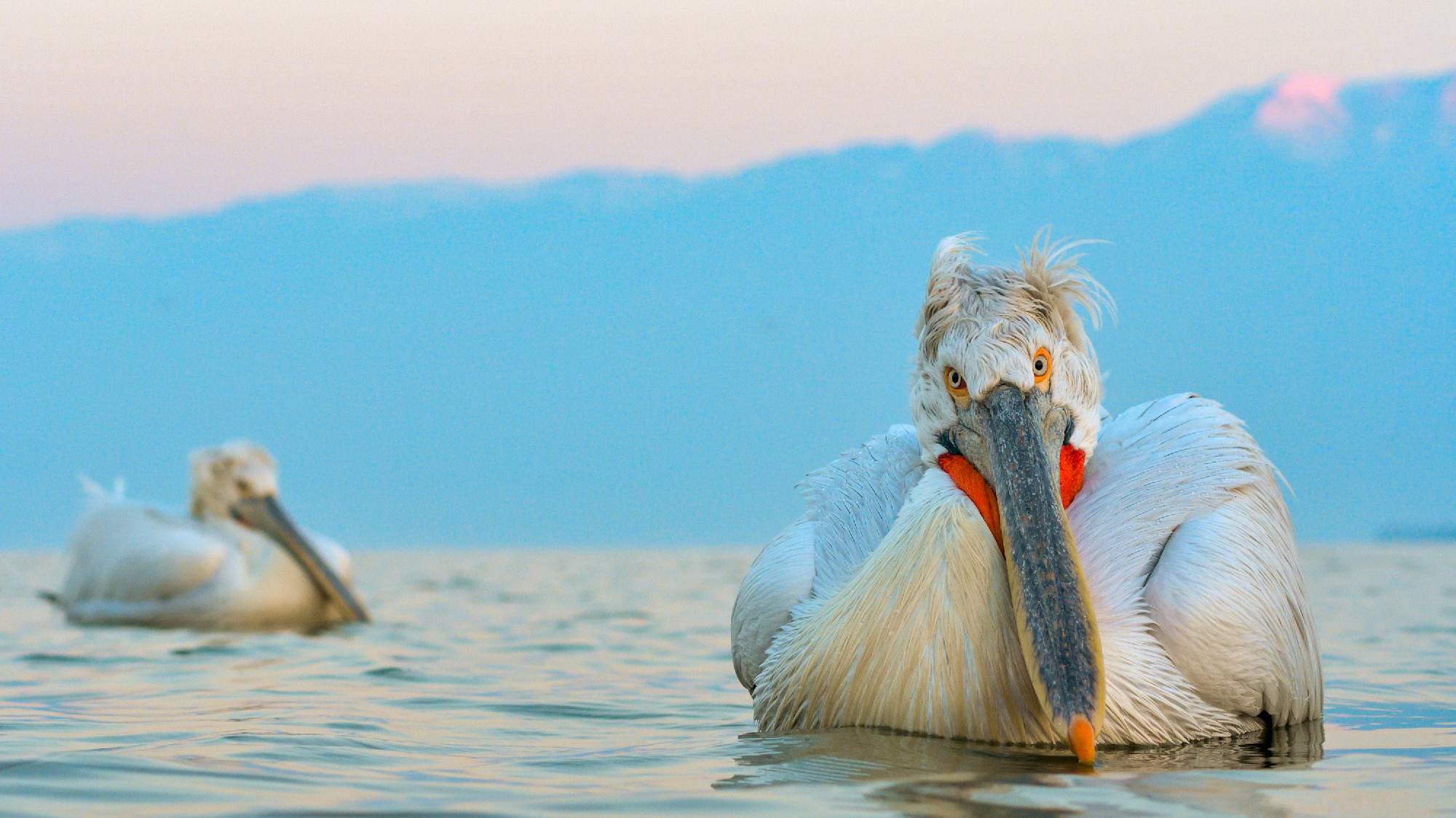 Dalmatian Pelican (Pelecanus crispus)
