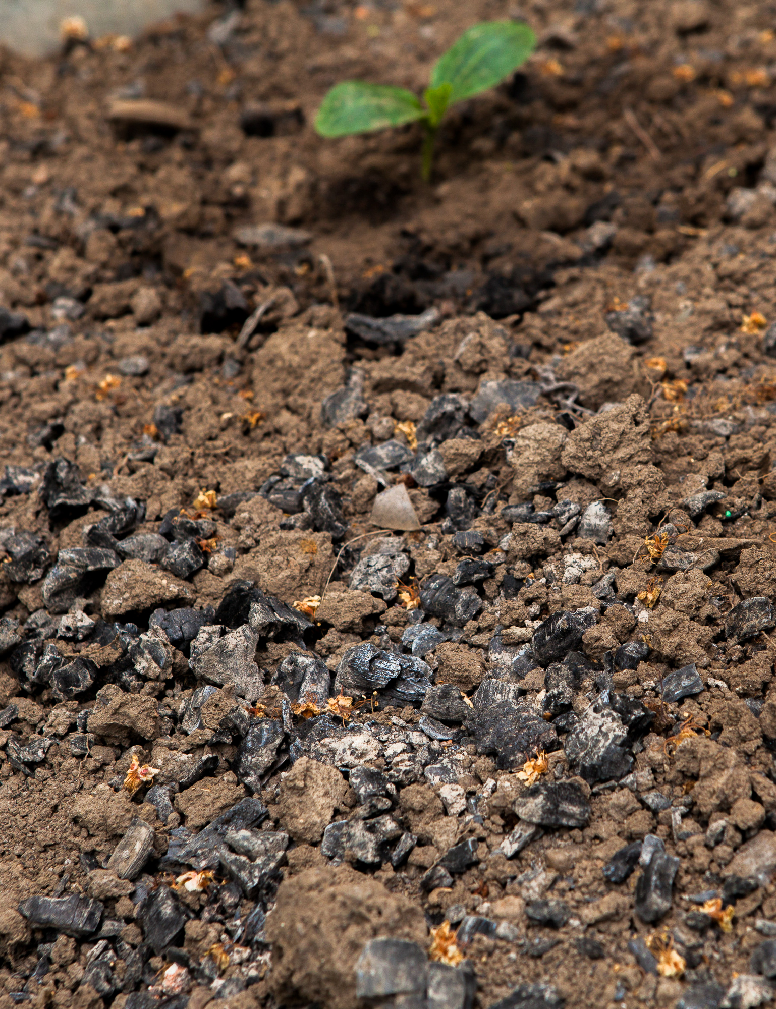 Az ok, amiért Kleopátra szentként tisztelte a földigilisztákat