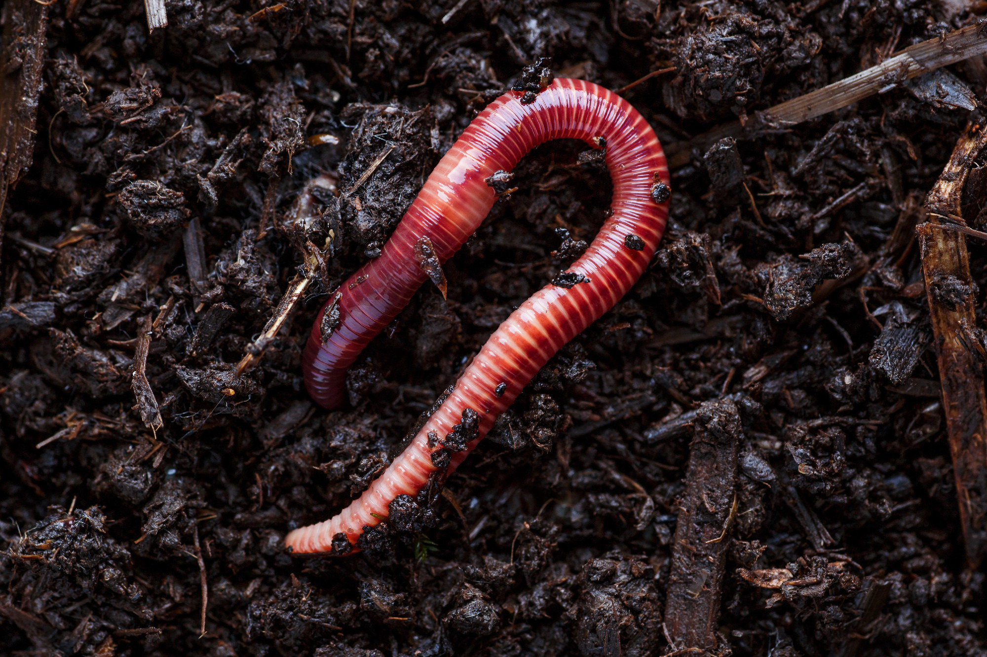Many living earthworms for fishing in the soil, background