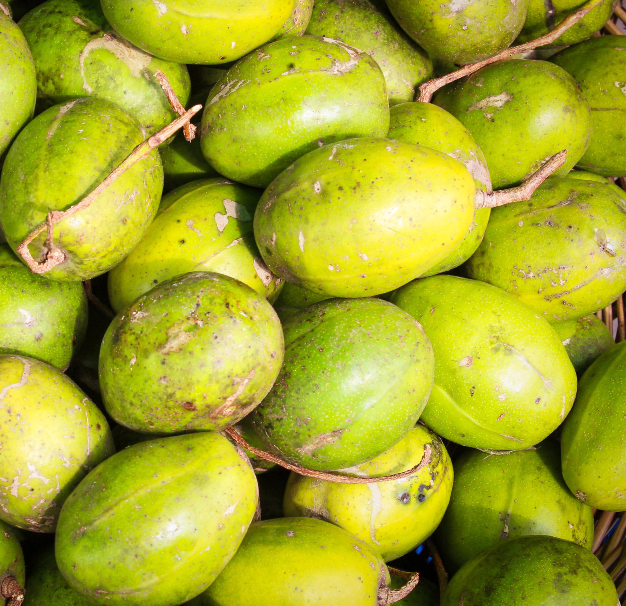 Kopasz, bajor és arany kivi