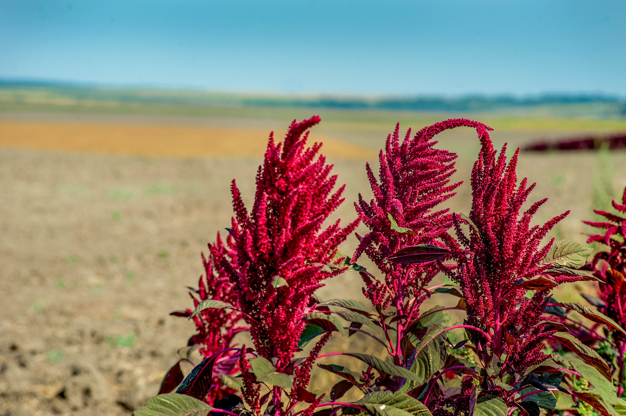 amaranth - a beautiful flower, a separately growing plant
