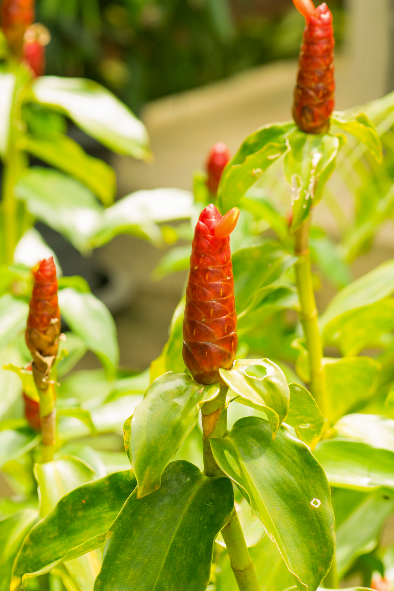 Az ünnep kiváló alkalom új ízek kipróbálására