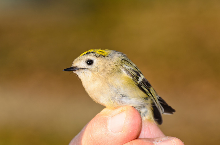 Magyarország madarai: a tüzesfejű királyka