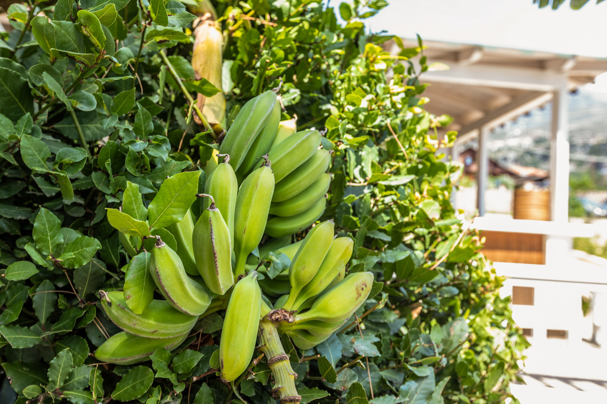 Banana tree with bananas on the beach background