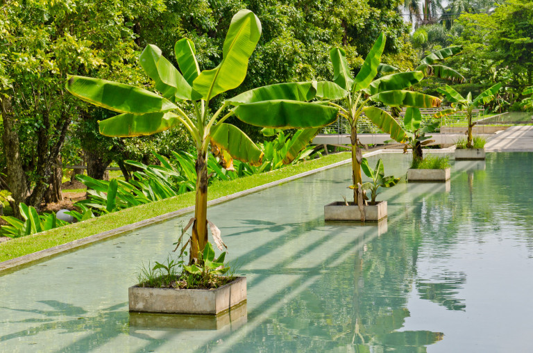 Miért nem jó ötlet a hazai kertekben a banán