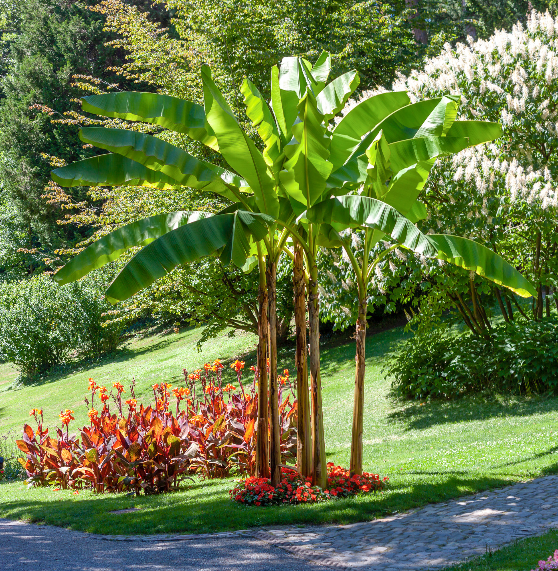 Japanese banana tree and canna flowers in the city garden