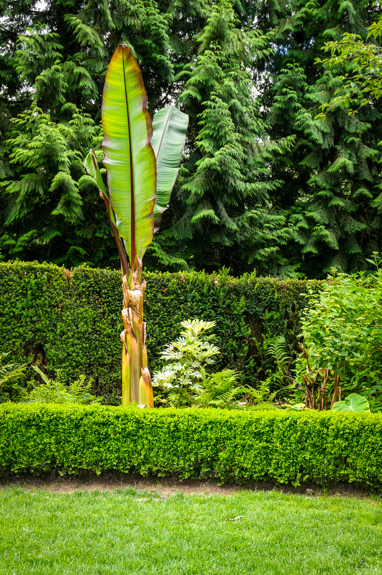 Miért nem jó ötlet a hazai kertekben a banán