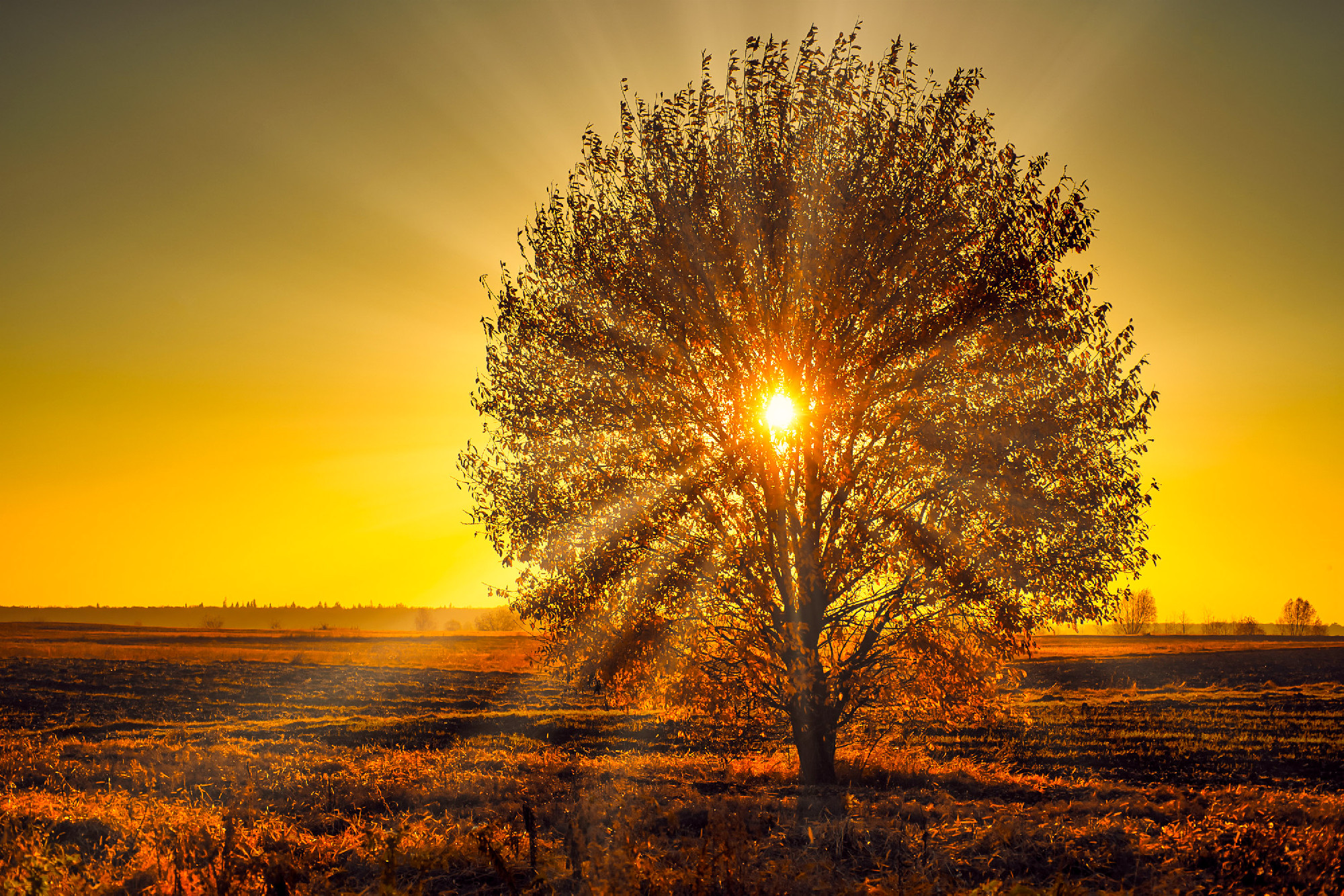 Beautiful Lonely Tree In The Field at Sunset