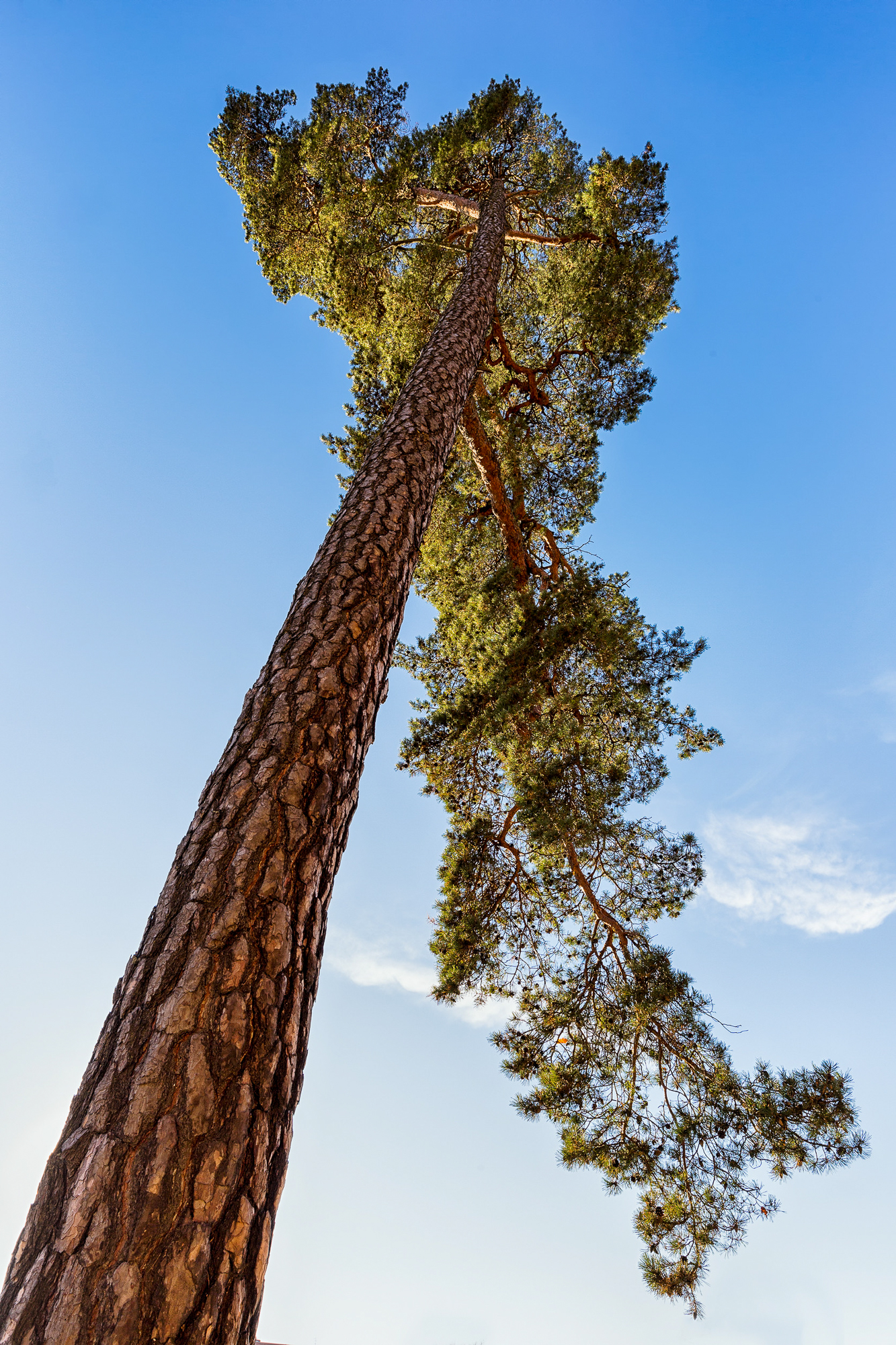 Tegyük láthatóvá a körülöttünk élő fák értékeit!