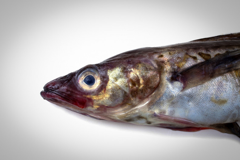 Hazai halat az asztalra! 