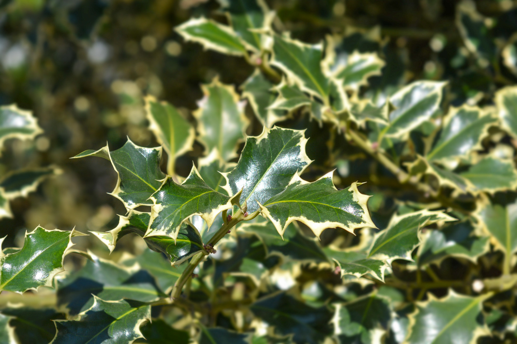 Silver-marginated Holly