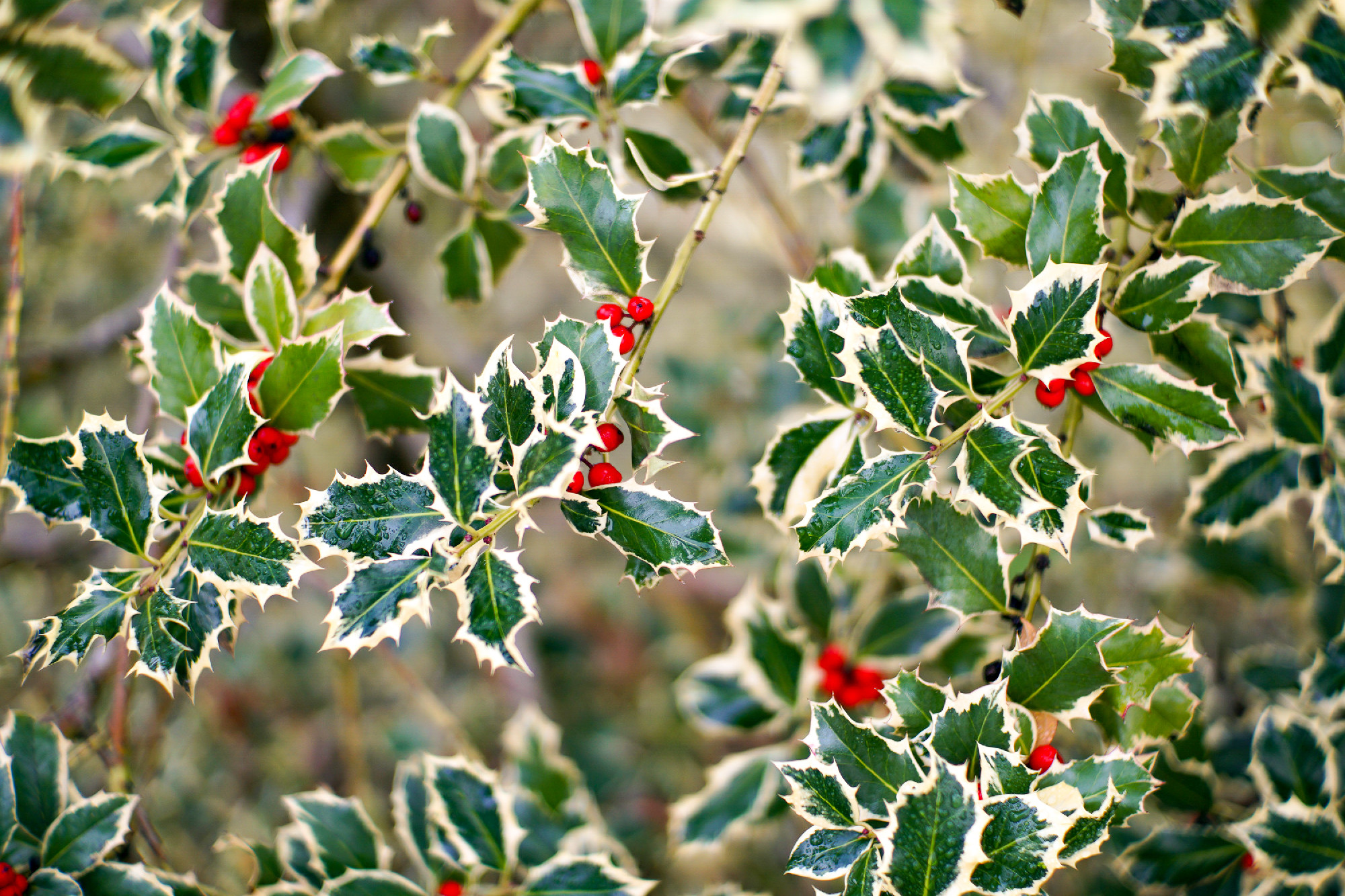 Autumn in italy, autumn leaves, holly plant