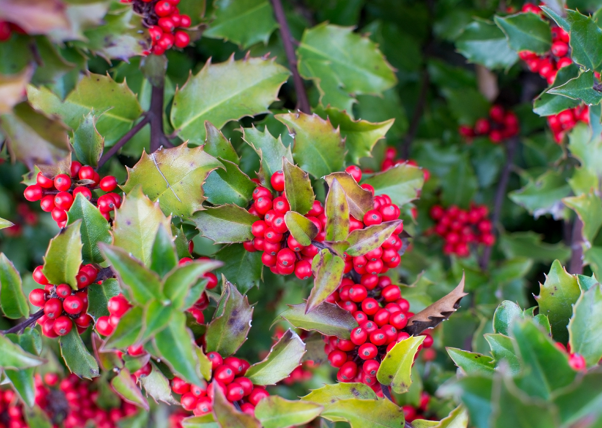 Holly berries