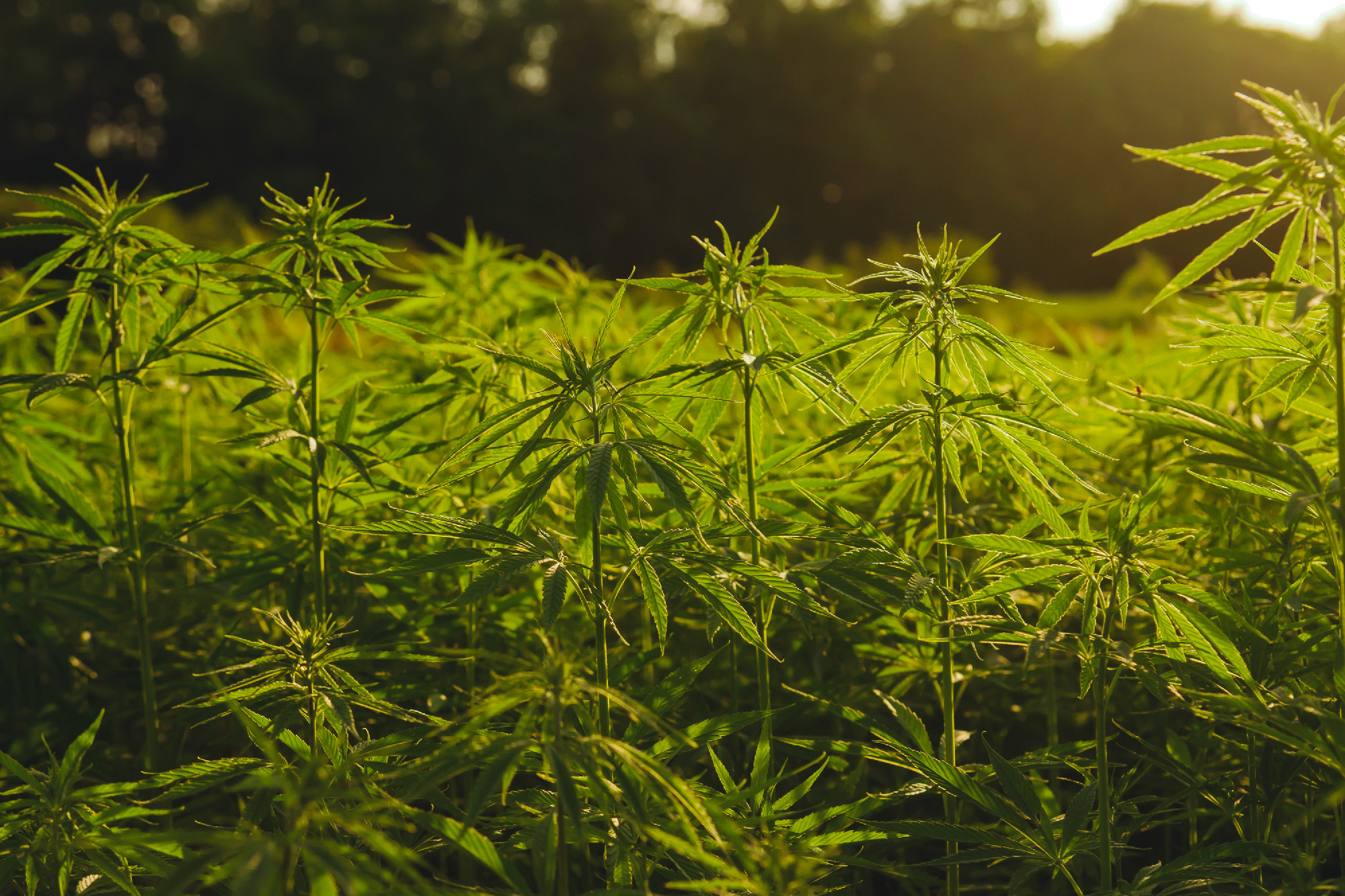 sustainable hemp industrial plantation 