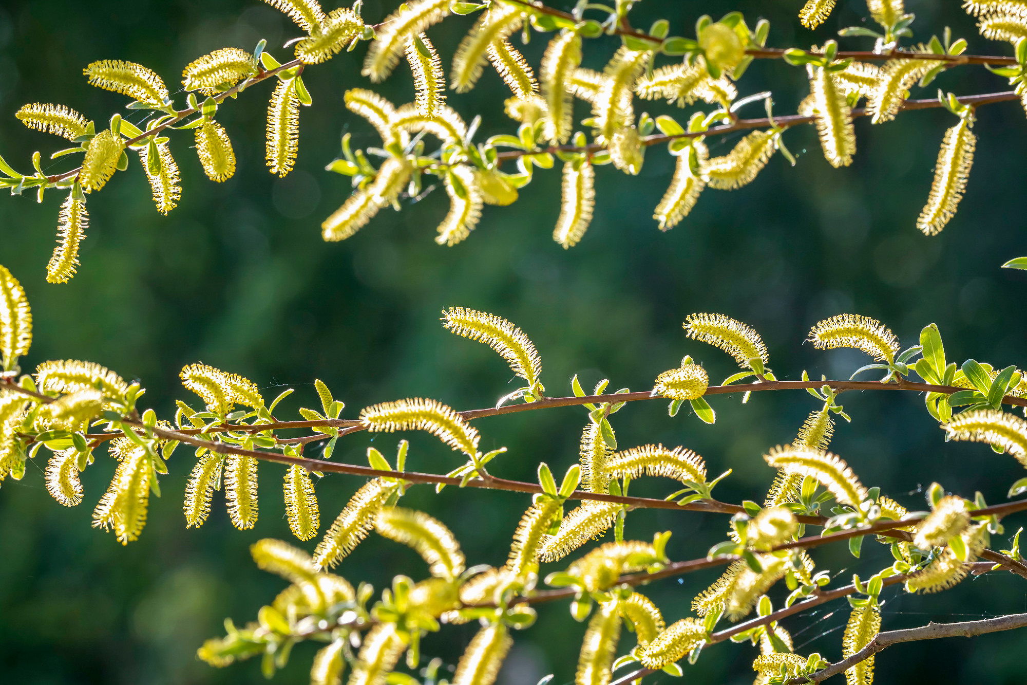 Salix alba, white willow tree in Springtime, pollen and catkins 