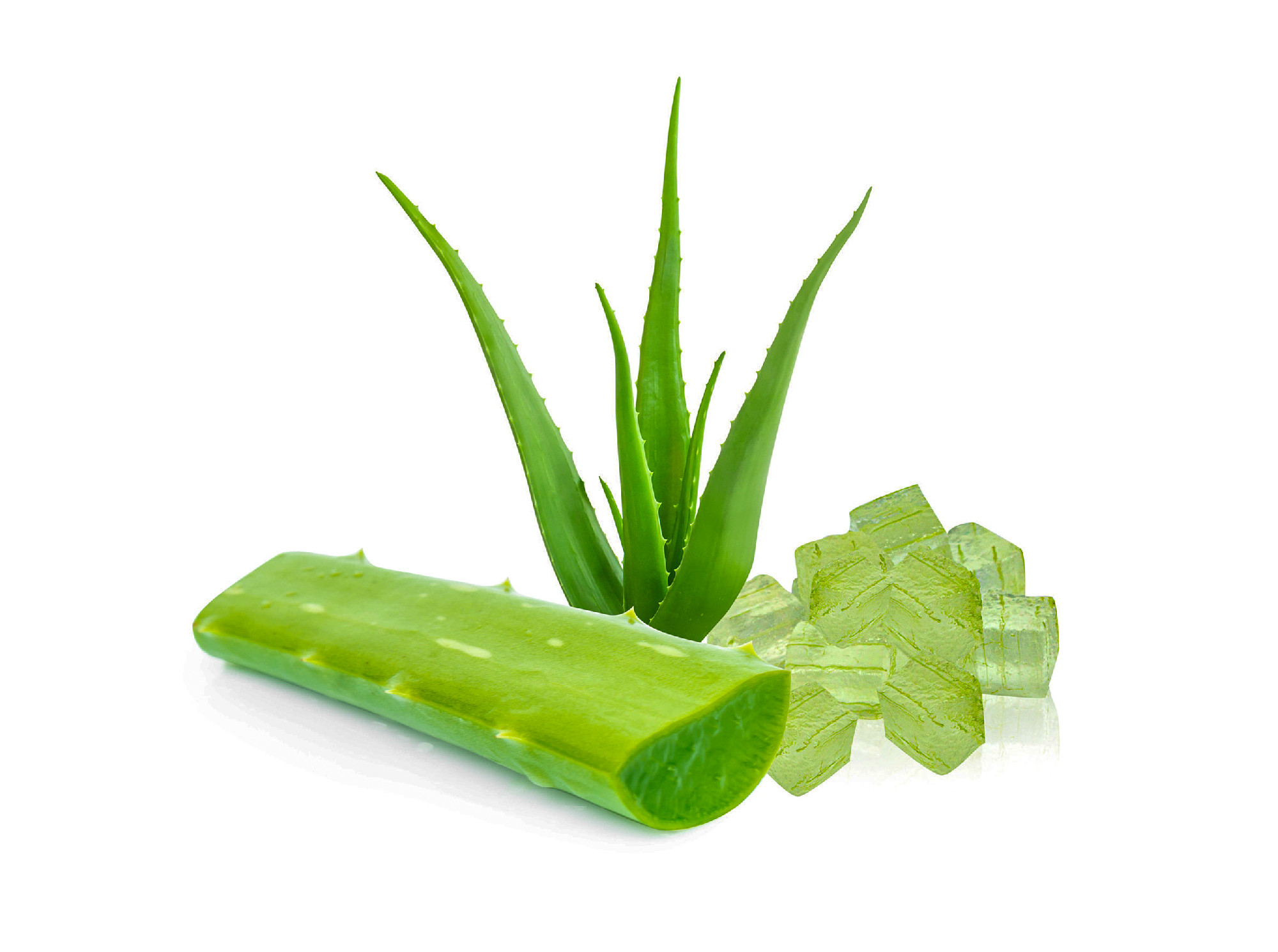Aloe vera with slice isolated on white background, herb and medi