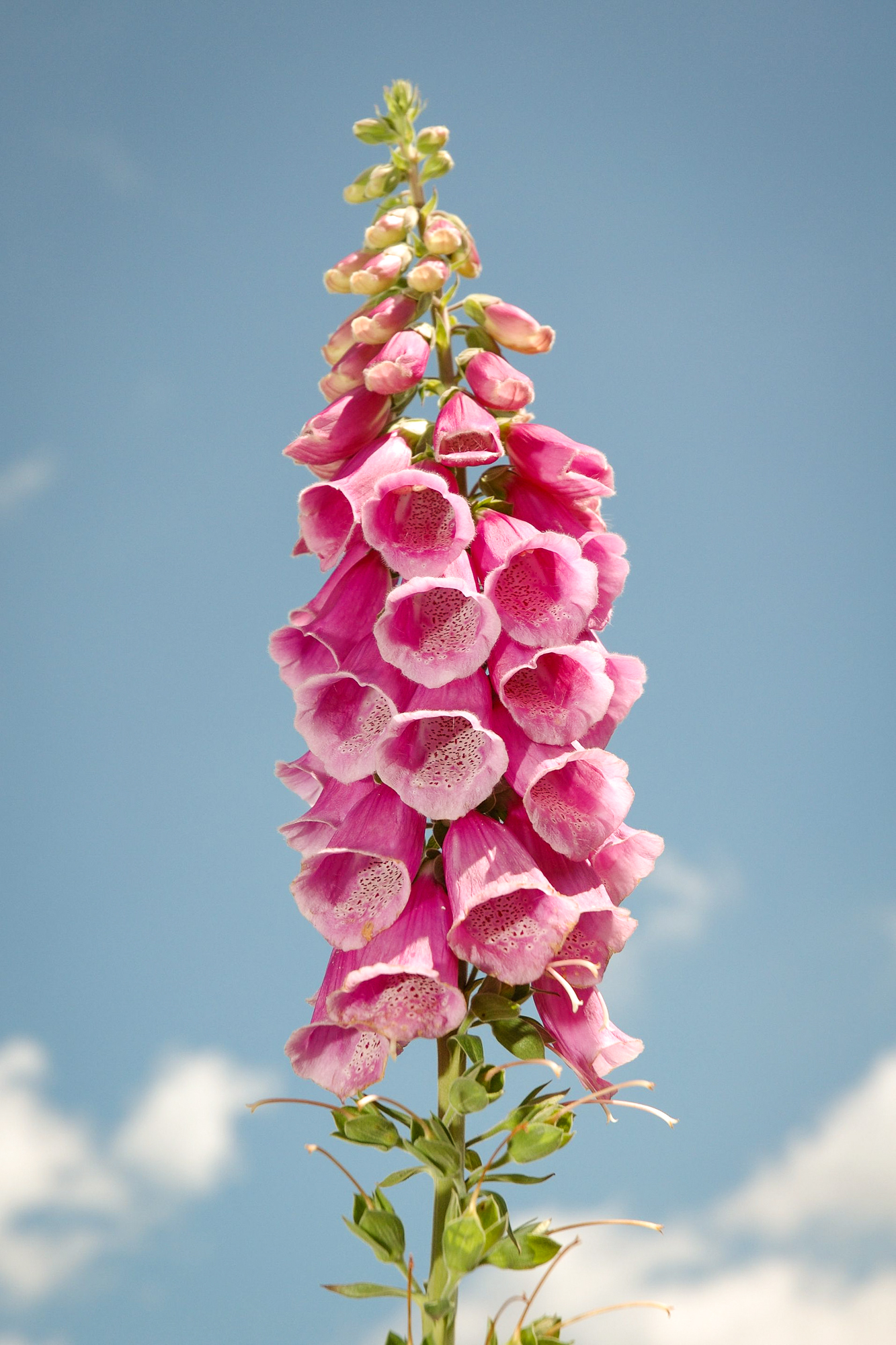 Életmentő növények az emberiség történetében