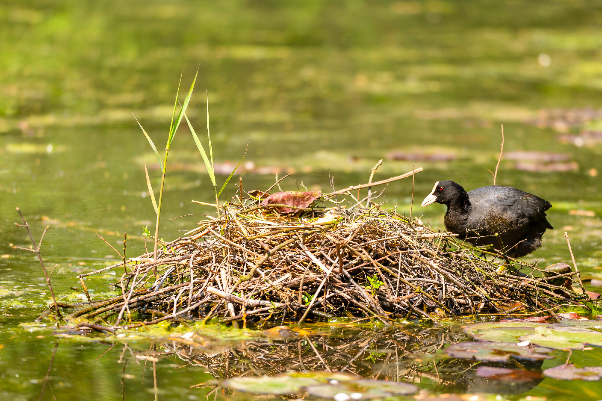 Closeup of a Eurasian coot (Fulica atra) sitting on a nest with 