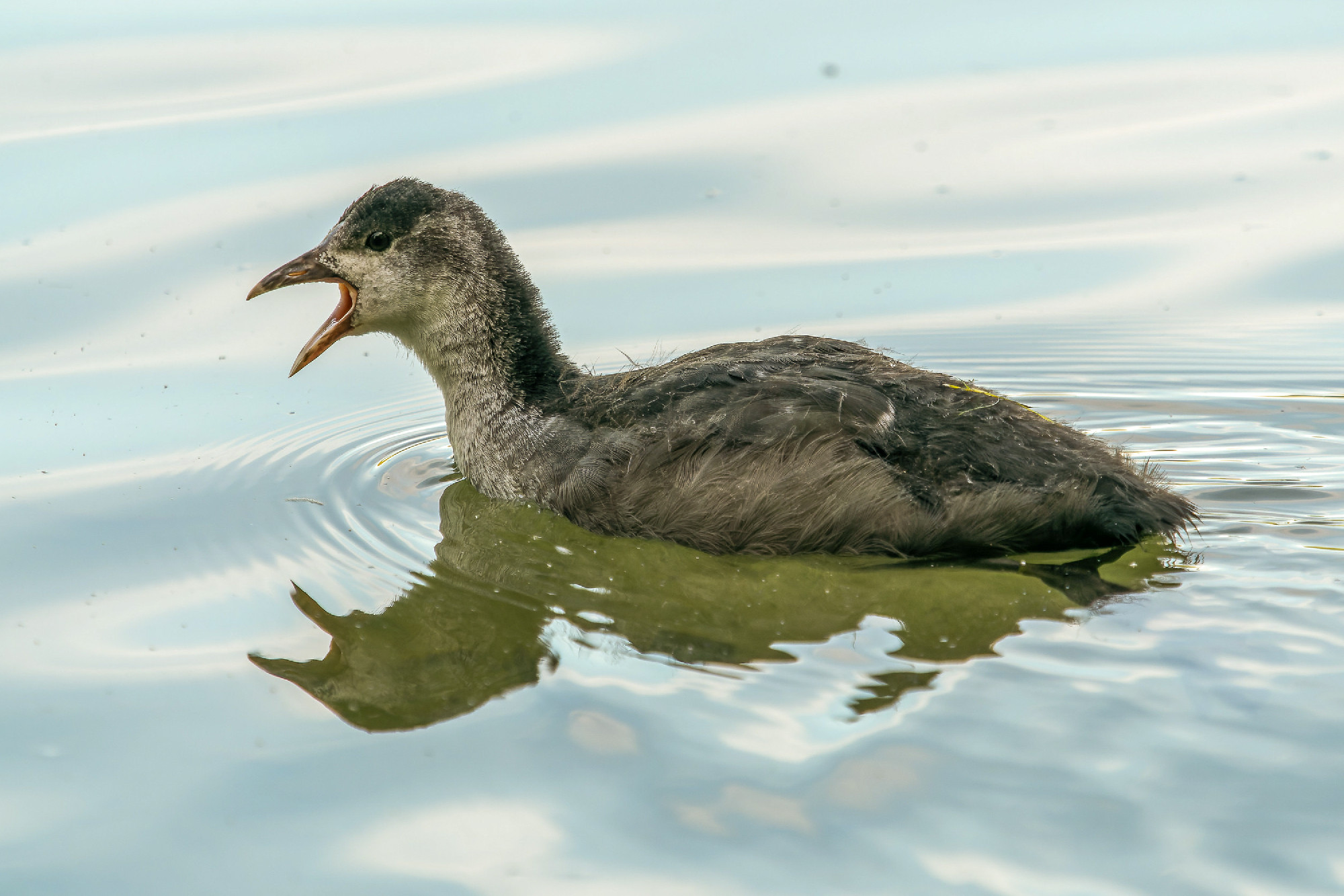 The Eurasian coot, Fulica atra swimming on the Kleinhesseloher L