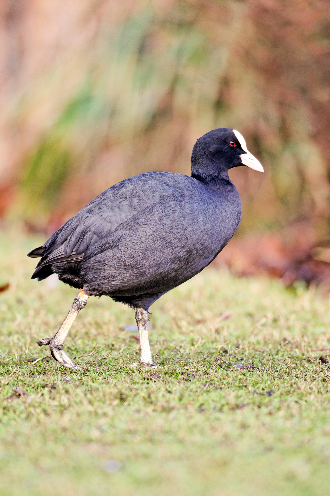 Magyarország madarai: a szárcsa