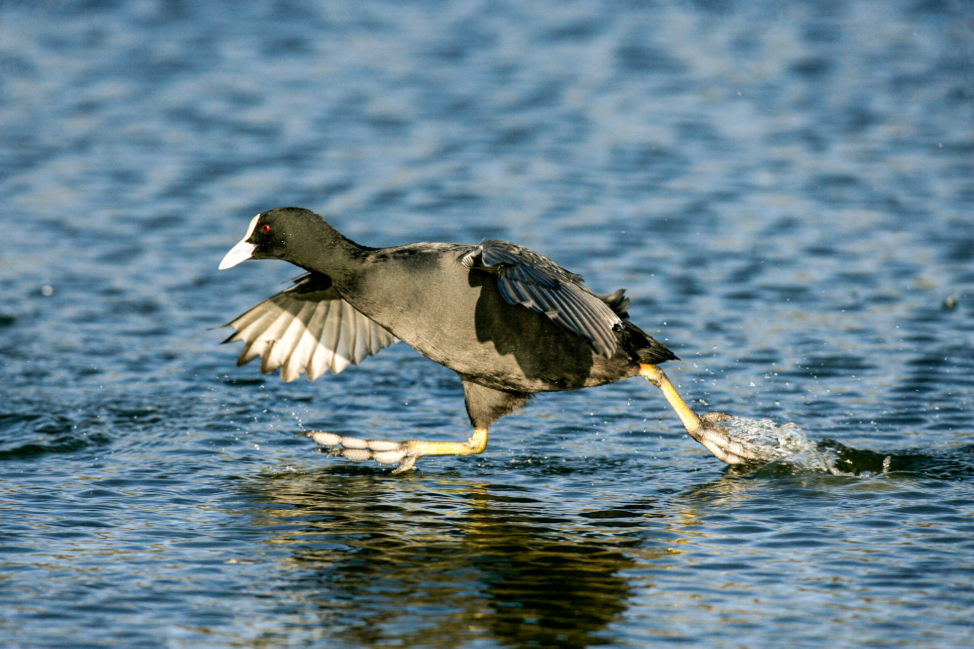 Magyarország madarai: a szárcsa