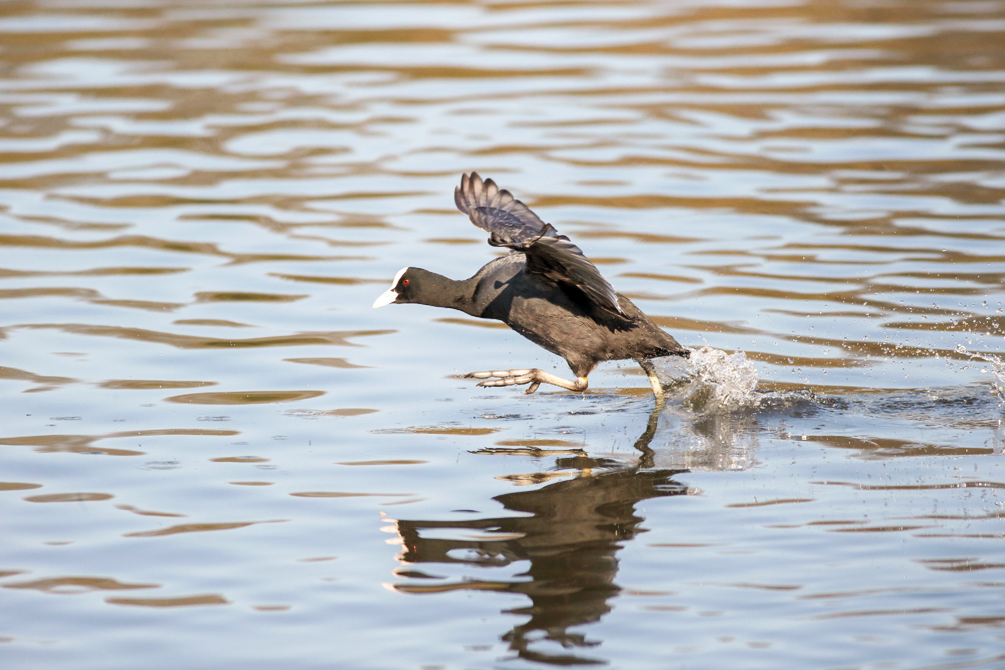 Coot, Fulica atra