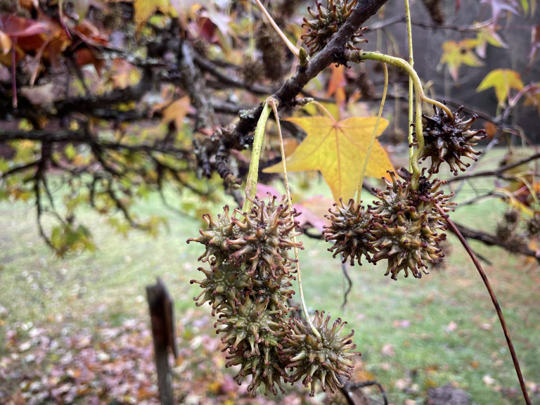 A tarnóci bestia a micéliumerdőben és a Palóc Pompei kőbe vésett üzenetei