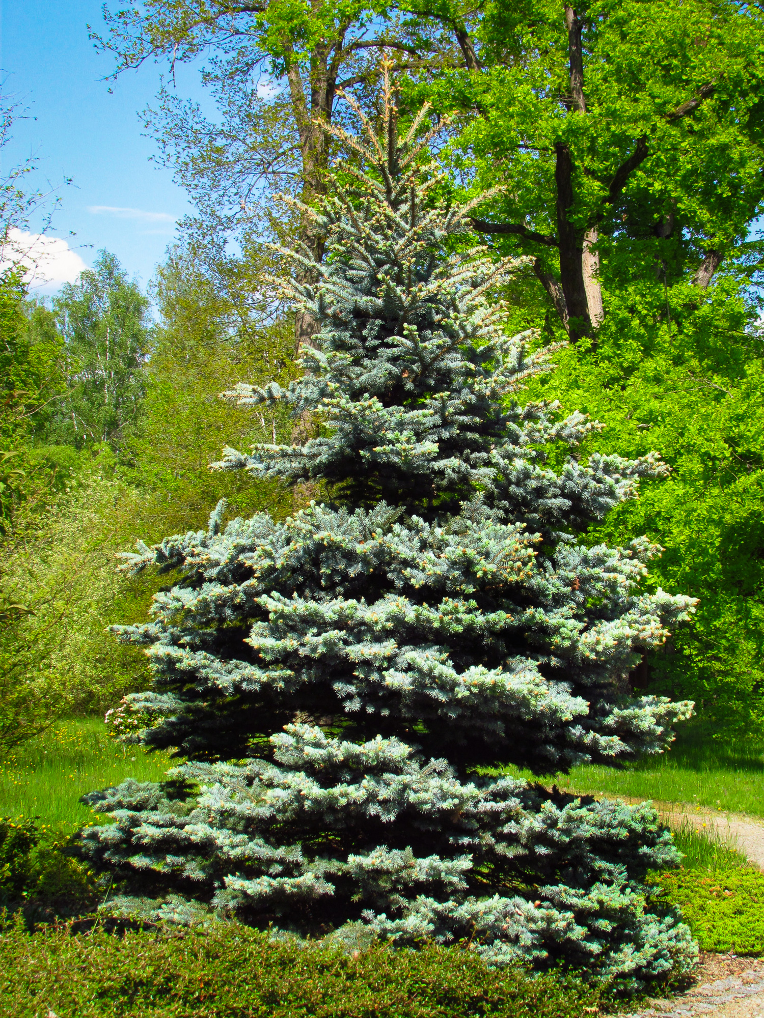 Ornamental garden with silver spruce Picea pungens, nice garden 