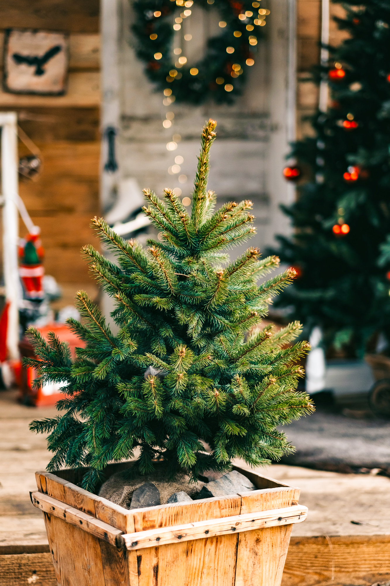 Small Christmas tree in a wooden pot in the backyard with christ