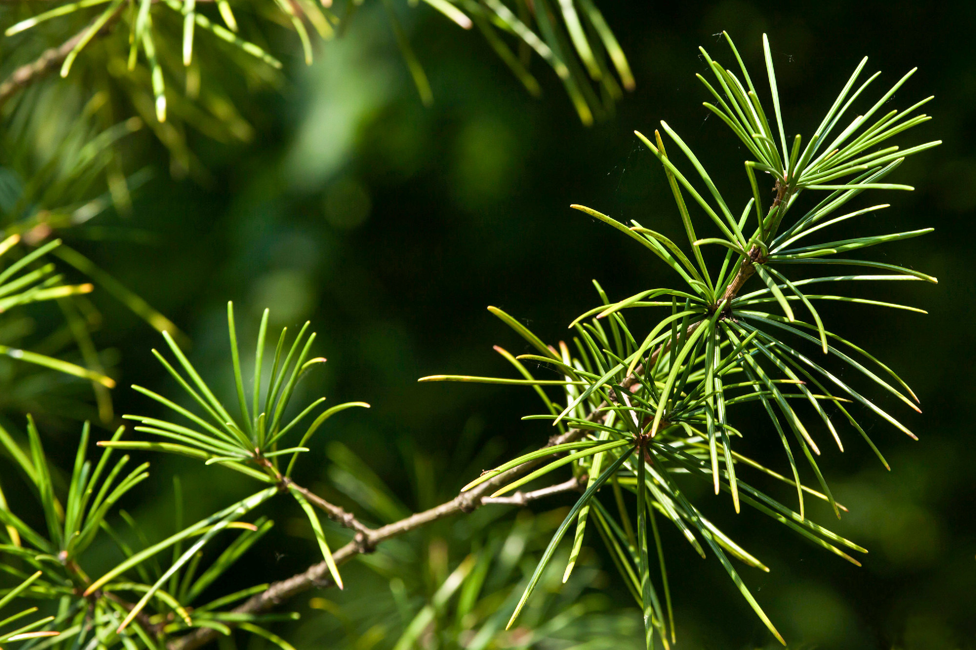 Japanese umbrella pine (Sciadopitys verticillata)
