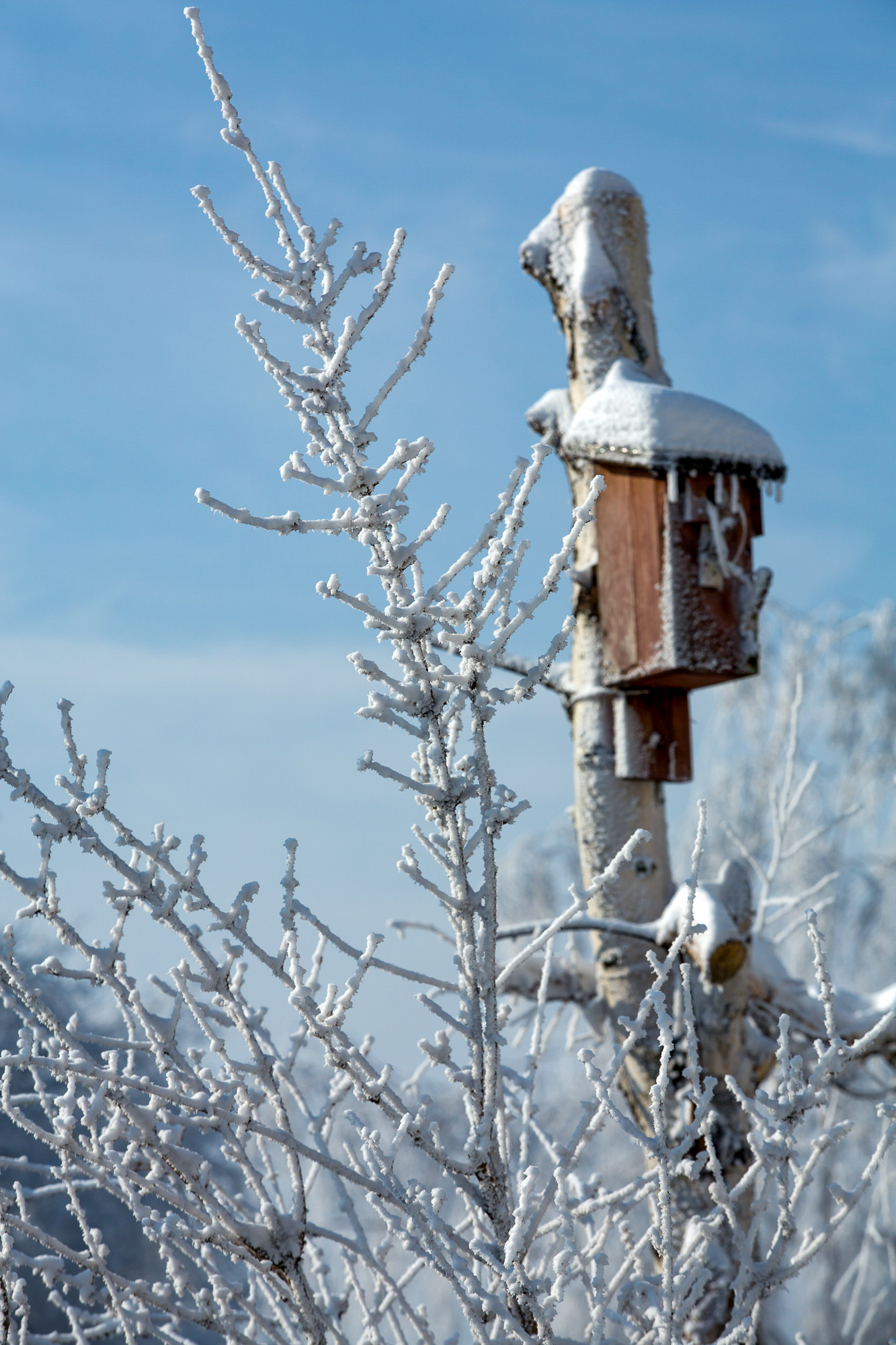 Ötleteink a téli madáretetés izgalmassá tételéhez
