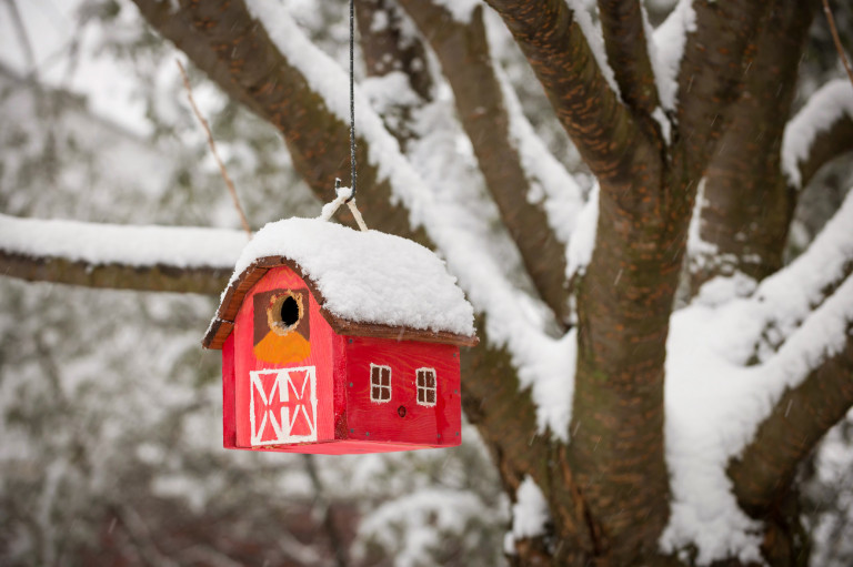 Ötleteink a téli madáretetés izgalmassá tételéhez
