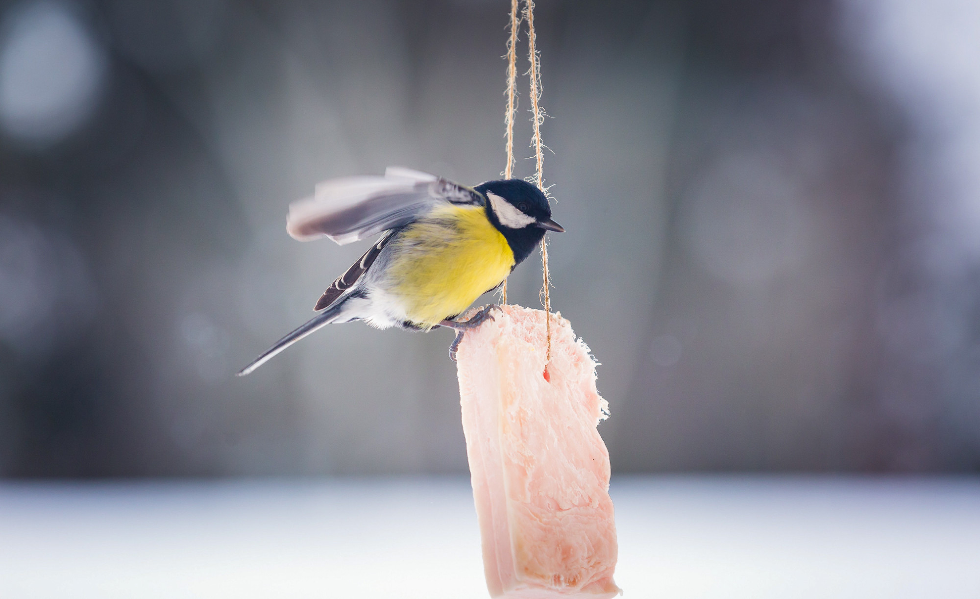 European tit bird sitting on fat