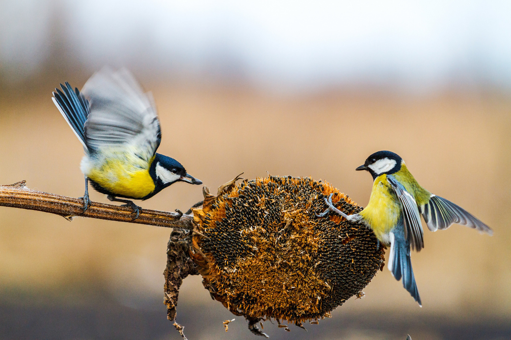 birds compete in winter for food