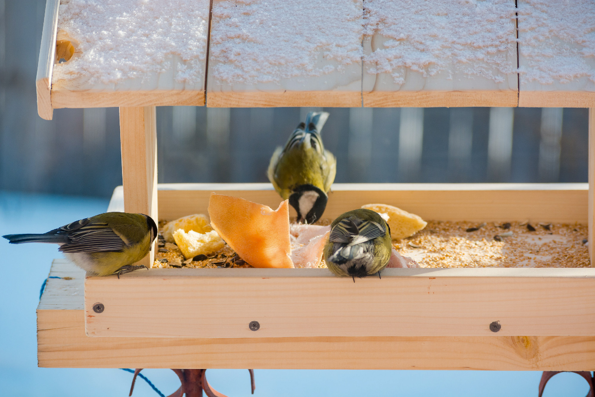 The titmouse eats in the trough